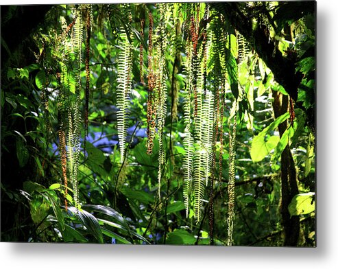 Ferns Metal Print featuring the photograph Natures Curtain by James Knight