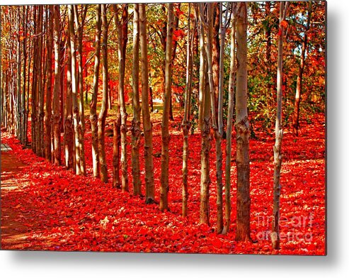 Landscape Metal Print featuring the photograph Natures Gifts by Marcia Lee Jones