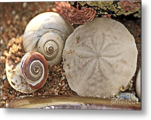 Sand Dollar Metal Print featuring the photograph Natures Prayer for Peace by Brenda Giasson
