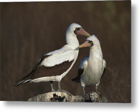 Feb0514 Metal Print featuring the photograph Nazca Booby Pair At Nest Site Galapagos by Tui De Roy
