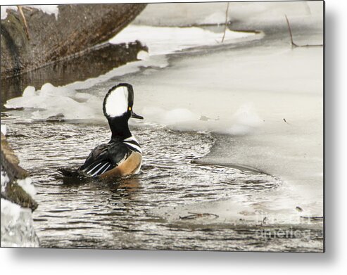 Black Bill Metal Print featuring the photograph Never Too Cold To Mate by Ilene Hoffman