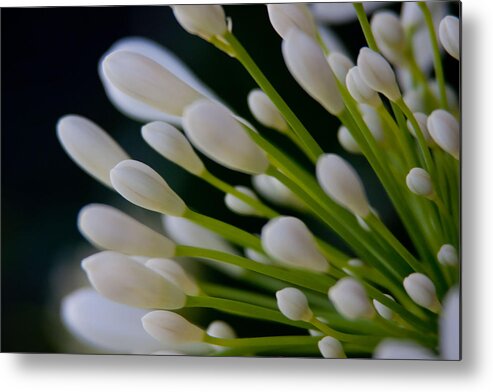 Agapanthus Metal Print featuring the photograph New Beginnings by Vanessa Thomas
