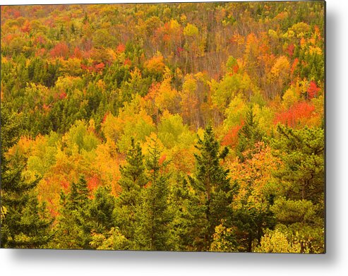 Autumn Metal Print featuring the photograph New England Fall Color Explosion by Stephen Vecchiotti