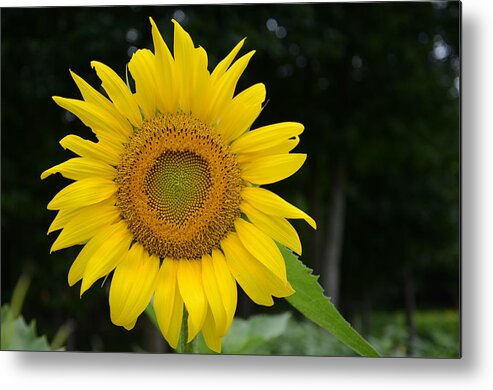 Nature Metal Print featuring the photograph New sun by Ricardo Dominguez