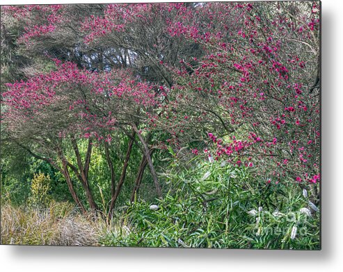 Botanical Garden Metal Print featuring the photograph New Zealand Tea Tree by Kate Brown