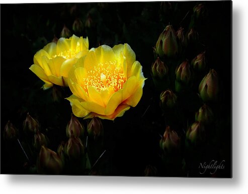 Cactus Metal Print featuring the photograph Nightlights by Len Romanick