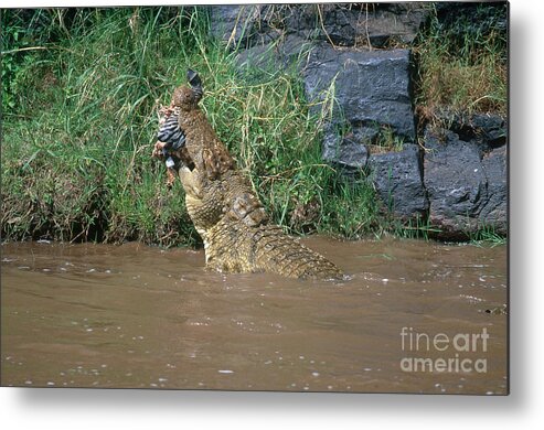 Nile Crocodile Metal Print featuring the photograph Nile Crocodile by Art Wolfe