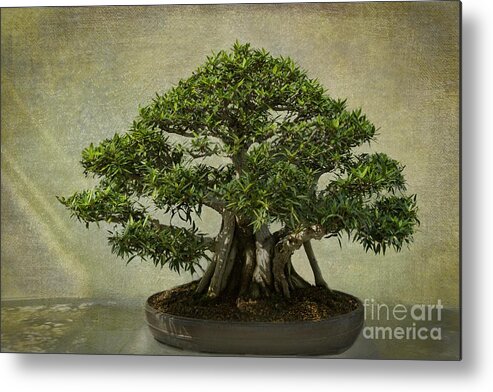 Bonsai Metal Print featuring the photograph Noble Stand by Marilyn Cornwell