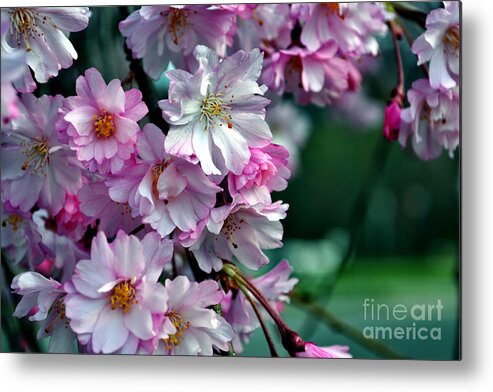 Botanical Metal Print featuring the photograph North Carolina Cherry Blossoms by Eva Thomas