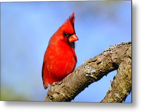 Northern Cardinal Metal Print featuring the photograph Northern Cardinal by Christina Rollo