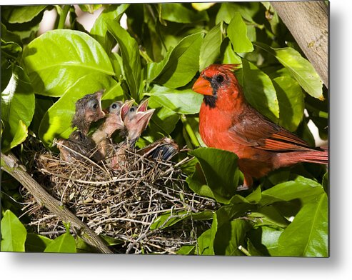 Feb0514 Metal Print featuring the photograph Northern Cardinal Father And Chicks by Tom Vezo