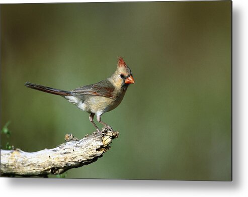 Feb0514 Metal Print featuring the photograph Northern Cardinal Female Texas by Tom Vezo