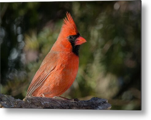 Northern Cardinal In Winter Metal Print featuring the photograph Northern Cardinal by Kenneth Cole