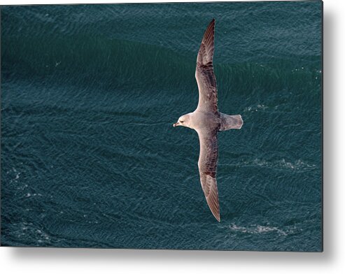 Northern Fulmar Metal Print featuring the photograph Northern Fulmar by Dr P. Marazzi/science Photo Library
