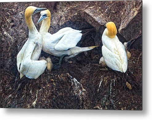 Northern Gannet Metal Print featuring the photograph Northern Gannets by Perla Copernik
