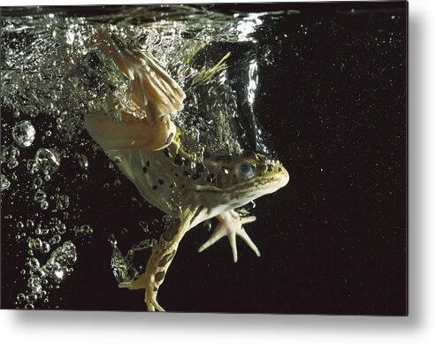 Feb0514 Metal Print featuring the photograph Northern Leopard Frog Jumping by Heidi & Hans-Juergen Koch