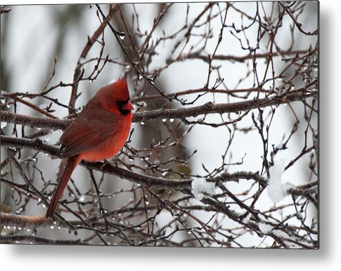 Cardinal Metal Print featuring the photograph Northern red cardinal in winter by Jeff Folger