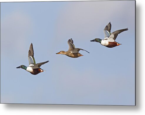 Flpa Metal Print featuring the photograph Northern Shoveler Ducks Flying by Dickie Duckett