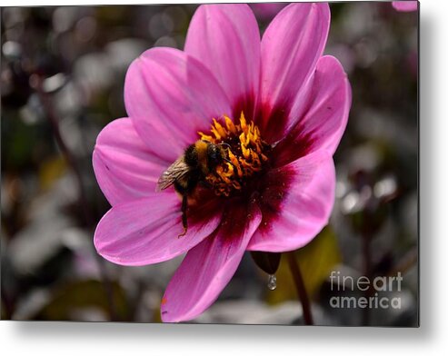 Plant Metal Print featuring the photograph Nosy Bumble Bee by Scott Lyons