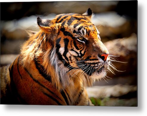 Tiger Metal Print featuring the photograph Not a Tigger by Lynn Sprowl