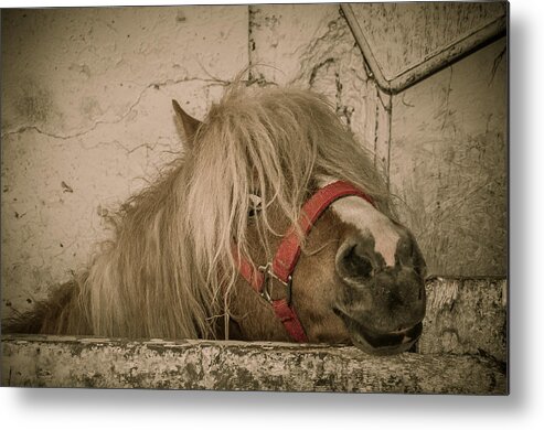 Horse Metal Print featuring the photograph Not So Innocent by Bianca Nadeau