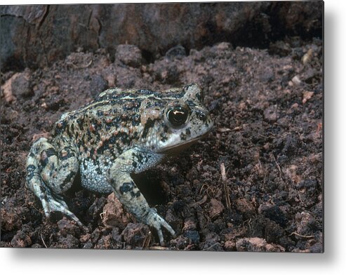 Amphibia Metal Print featuring the photograph Oak Toad by Robert J. Erwin