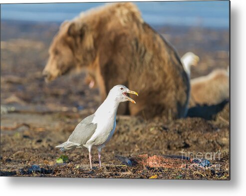 Seagull Metal Print featuring the photograph Obstructed View by Chris Scroggins