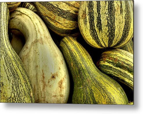 Gourds Metal Print featuring the photograph October Gourds by Michael Eingle