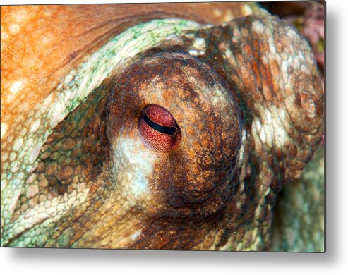 Octopus Metal Print featuring the photograph Octopus Eye by Roy Pedersen