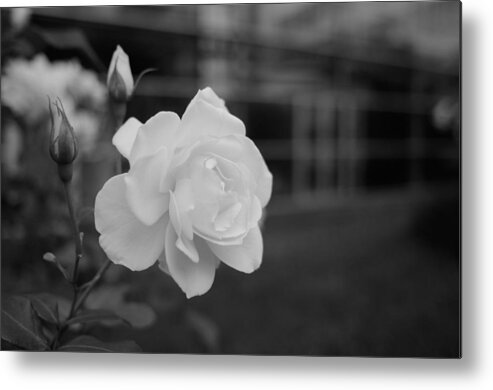 Miguel Metal Print featuring the photograph Office Roses by Miguel Winterpacht