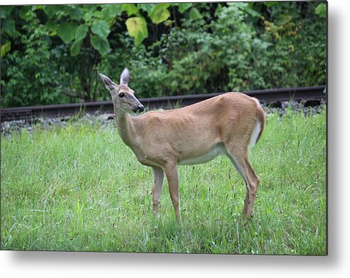 Wildlife Metal Print featuring the photograph Oh Deer by Anthony Trillo