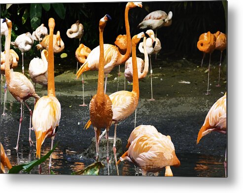 Animals With Legs Tagged Metal Print featuring the photograph Oil Painting - A number of Flamingos with their heads held high inside the Jurong Bird Park by Ashish Agarwal
