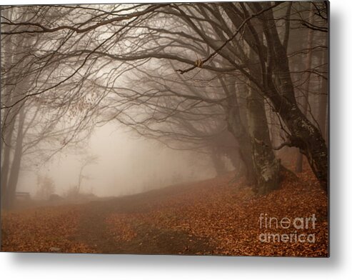 Auatomn Metal Print featuring the photograph Old Beech Trees In Fog by Jivko Nakev