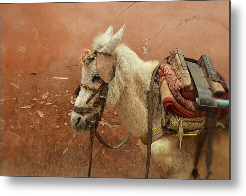 Pack Mule Metal Print featuring the photograph Old Ways by Studio Yuki