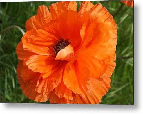 Poppy Metal Print featuring the photograph Olympia Orange Poppy by Christiane Schulze Art And Photography