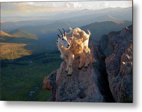 Mountain Goats; Sunset; Overlook; Mountain Momma; Goat; Nature; Wildlife; Baby Animal; Mother; Precipice; Outcrop; Cliff; Windy; Metal Print featuring the photograph On a Clear Day by Jim Garrison