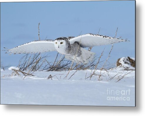 Wildlife Photography Metal Print featuring the photograph On Patrol by Heather King