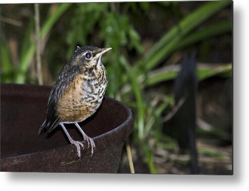 Robin Metal Print featuring the photograph On the fire pot-Fledging Robin by Wade Clark