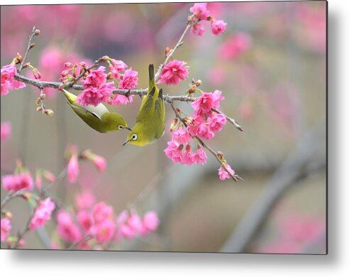 Taiwan Metal Print featuring the photograph On The Romantic Cherry Blossom Tree by Adam Tseng