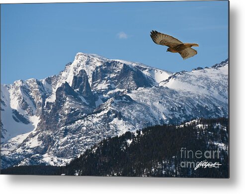 Hawk Metal Print featuring the photograph On the wing by Bon and Jim Fillpot