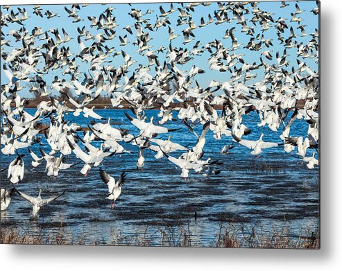 Snow Geese Metal Print featuring the photograph One Coot by Kathleen Bishop