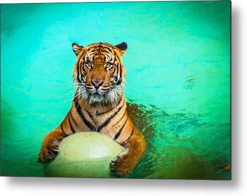 Cat Metal Print featuring the photograph One Kool Cat by Lynn Bauer