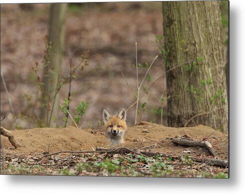 Red Fox Metal Print featuring the photograph One Last Look by Everet Regal