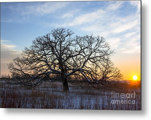 Lone Oak Metal Print featuring the photograph One Tree Hill by Dan Hefle