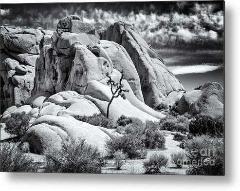 Joshua Tree Metal Print featuring the photograph One Tree Hill by Jennifer Magallon