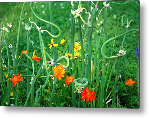 Flowers Metal Print featuring the photograph Onions by Walt Sterneman