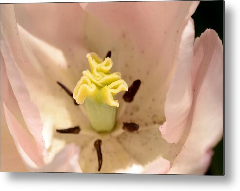 Tulip Metal Print featuring the photograph Open Book by Wanda Brandon