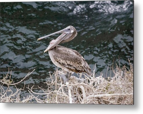 Open Metal Print featuring the digital art Open Mouthed Brown Pelican by Photographic Art by Russel Ray Photos