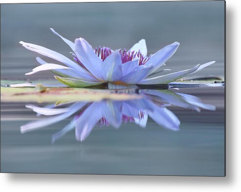 Water Lily Metal Print featuring the photograph Open to the Sun by Leda Robertson
