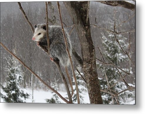 Animal Metal Print featuring the photograph Opossum in a Tree by Lucinda VanVleck